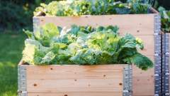 Why Raised Garden Beds Aren’t All They’re Cracked Up to Be