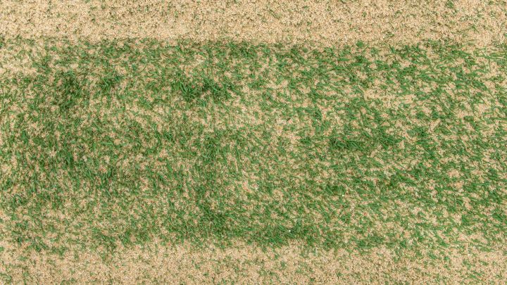 When You Should Use Sand on Your Lawn (and When You Shouldn’t)
