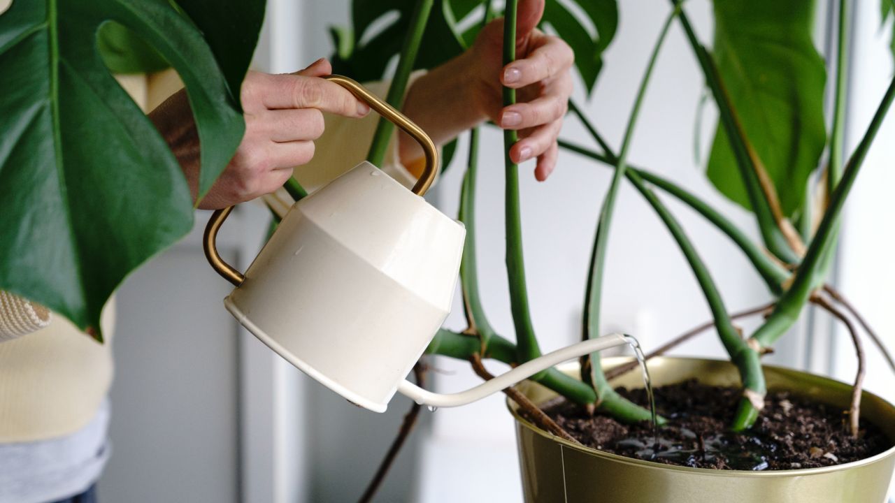 Here’s Why You Should Put Sponges in Your Houseplants