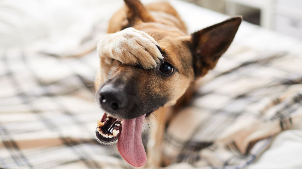 Stop Enabling Your Dog’s Bad Behaviour