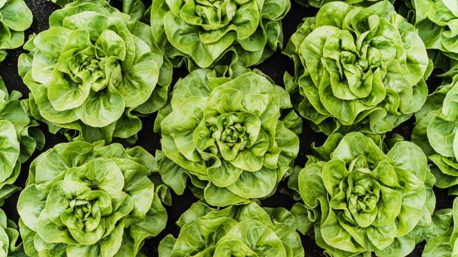 Here’s Why Lettuce Is So Expensive Right Now and How to Get Around It