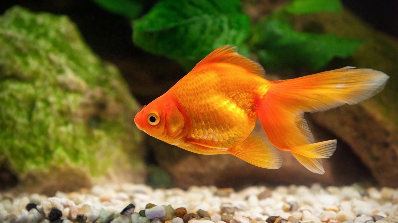 Why You Shouldn’t Dump Your Family Goldfish Into a Pond
