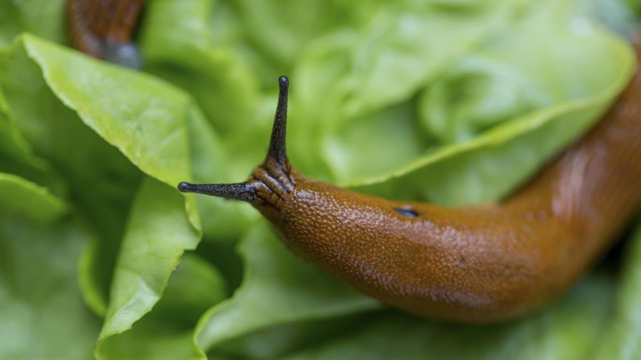 How to Get Rid of Slugs in Your Garden