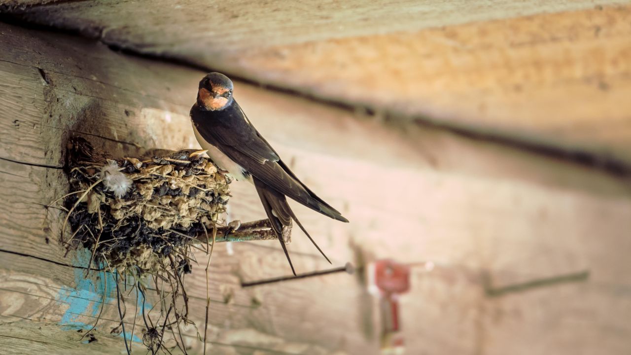 How to Stop Birds From Building Nests in the Worst Places