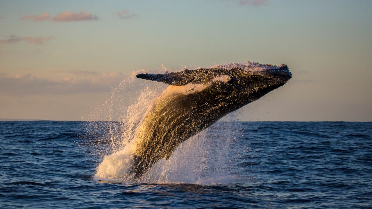 Australia’s Whale Season Is Here, This is Where You Can Spot Them in NSW