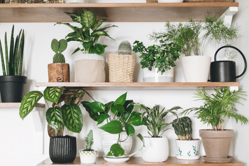 indoor plant pot