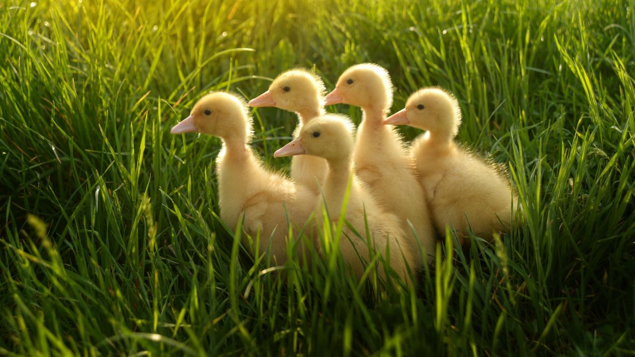 How to Make a Duckling Think You’re Its Mother