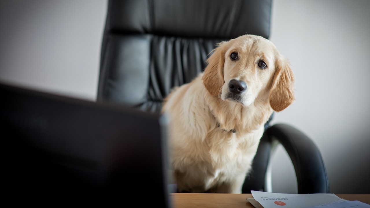 Why You Should Bring Your Dog to Work Today and Every Day