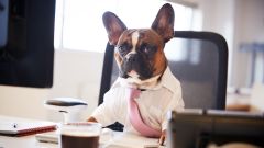 How to Bring Your Dog to Work Without Being an Arsehole