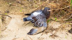 What to Do If You Find an Injured Bird
