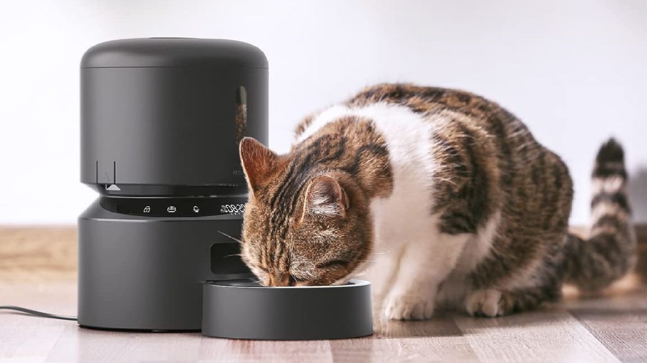 Vrijwel Melodieus module Try a Pet Feeder to Stop Your Pet From Biting Your Face off at 3AM